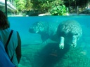 thumbnail of "Underwater Hippos - 2"