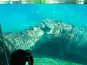 thumbnail of "Underwater Hippos - 7"