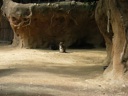 thumbnail of "Wallaby - 1"