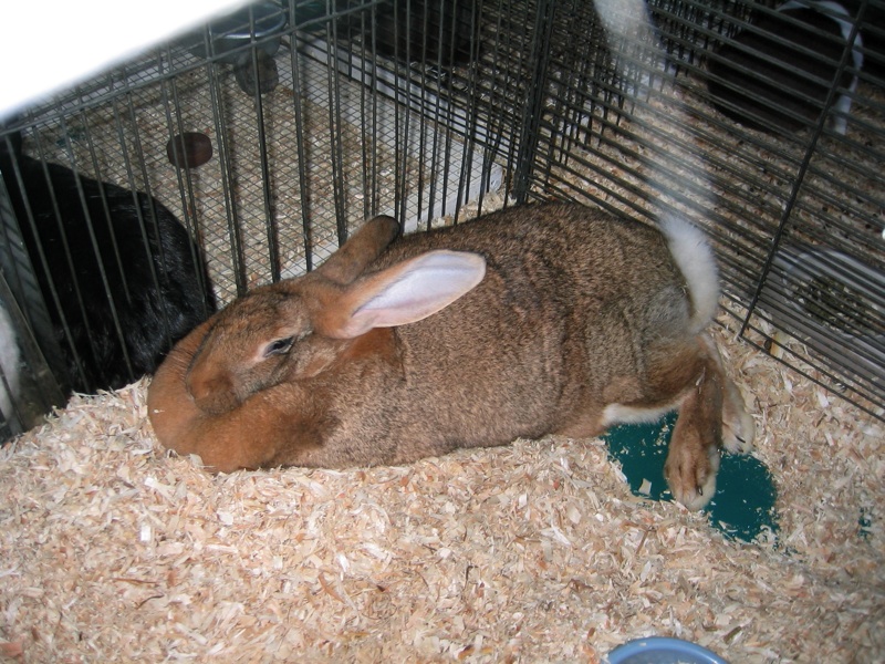 Large Bunny