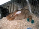 thumbnail of "Large Bunny"