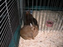 Thumbnail of Image- Small Headed Bunny