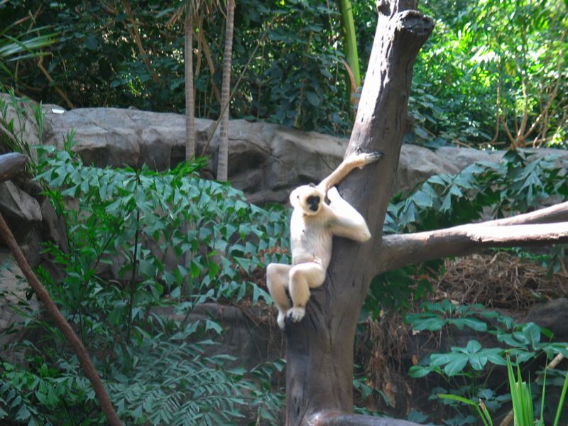 Gibbon 