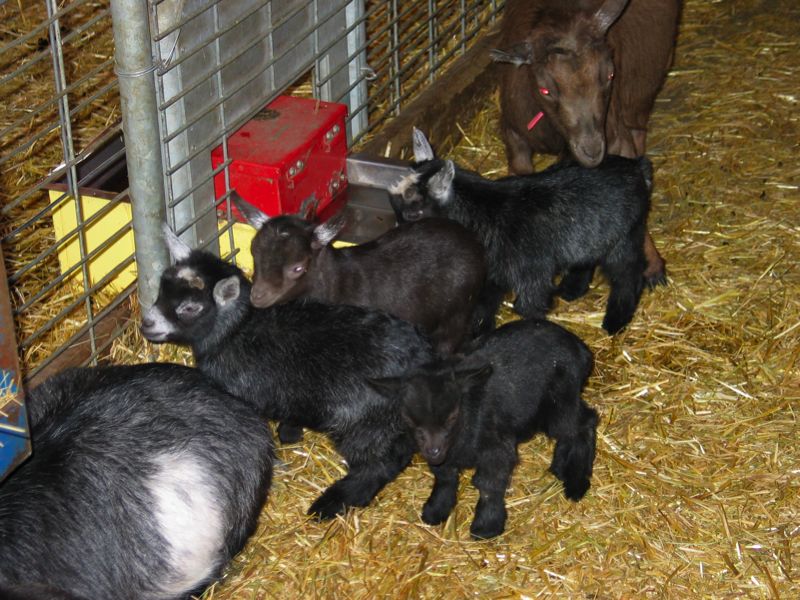 Goat Party