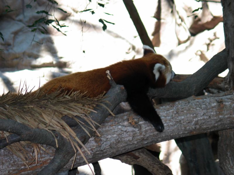 Lazy Red Panda - 1