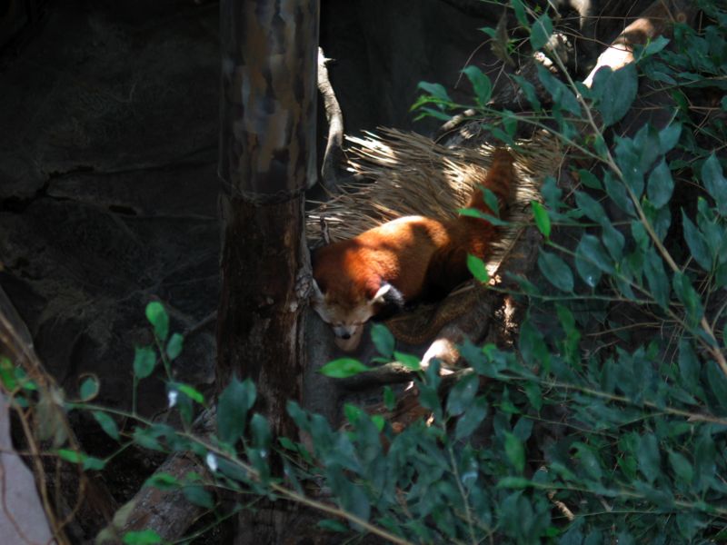 Lazy Red Panda - 2