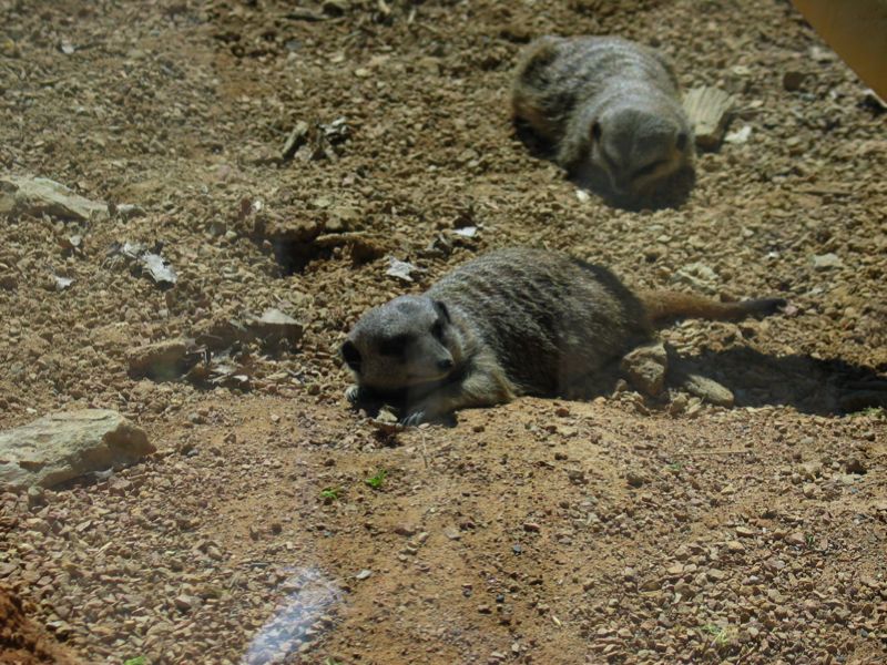 Meerkats - 3