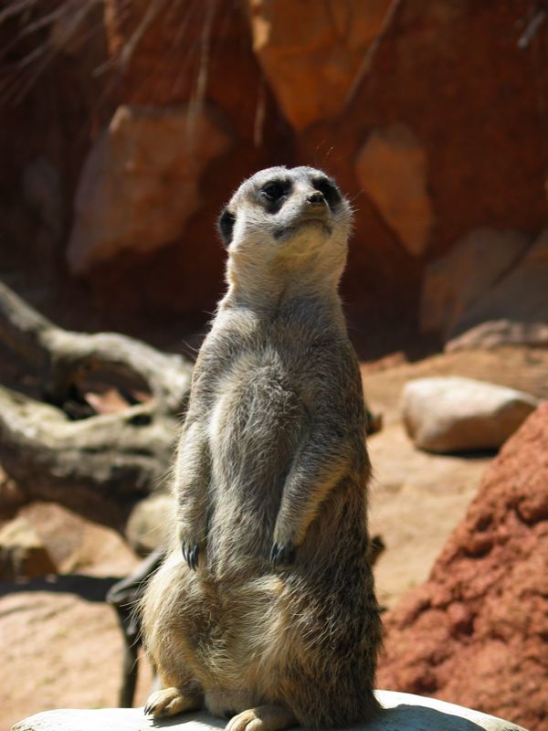 Meerkats - 4