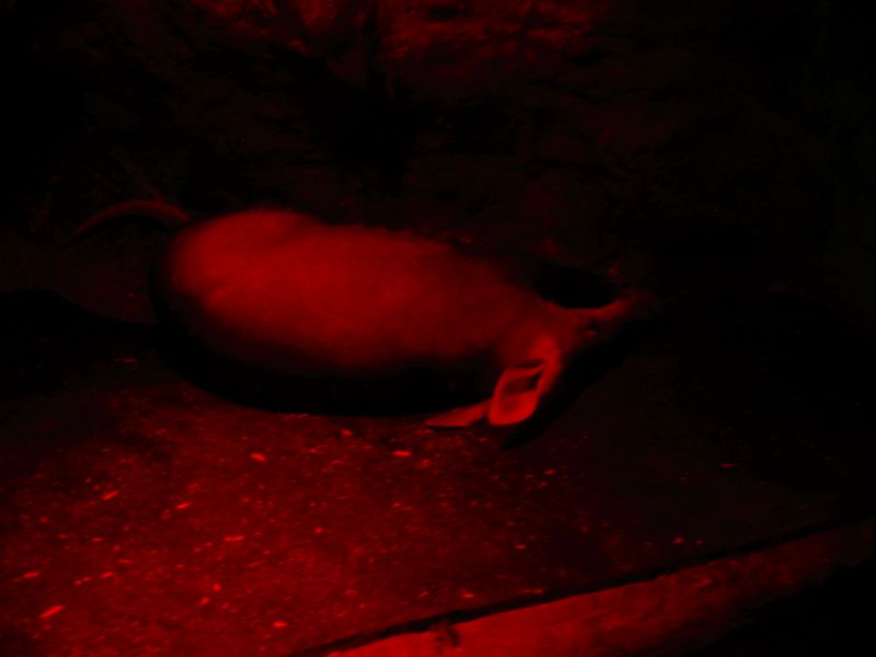 Napping Aardvark - Red