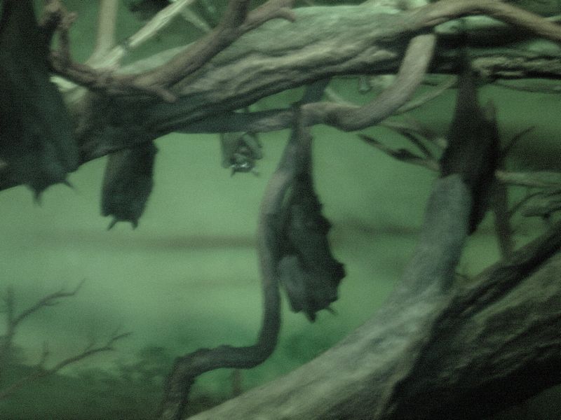 Night Vision Bats - 2