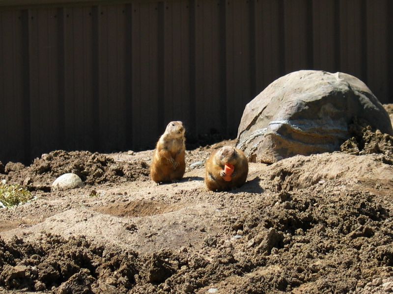 Prairie Dogs - 1