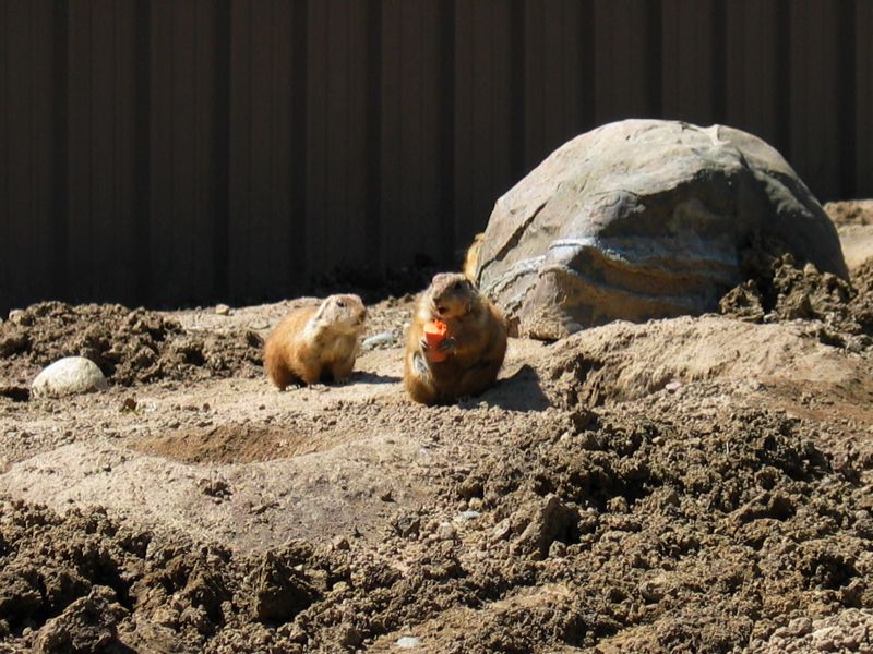 Prairie Dogs - 2