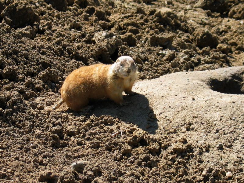 Prairie Dogs - 4