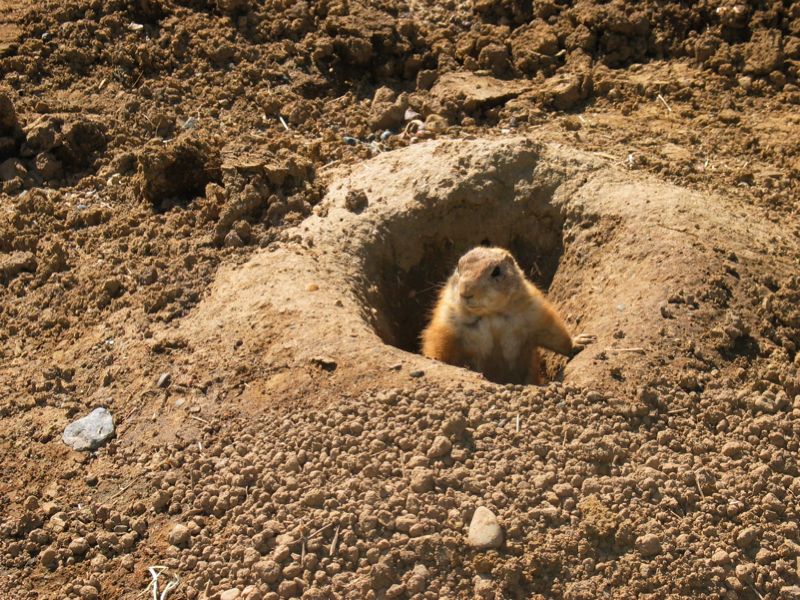 Prairie Dogs - 6