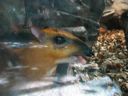 thumbnail of "Chevrotain - 1"