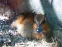 Thumbnail of Image- Chevrotain - 2