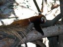 thumbnail of "Lazy Red Panda - 1"