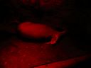 thumbnail of "Napping Aardvark - Red"