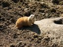 thumbnail of "Prairie Dogs - 4"