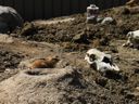 thumbnail of "Prairie Dogs - 5"