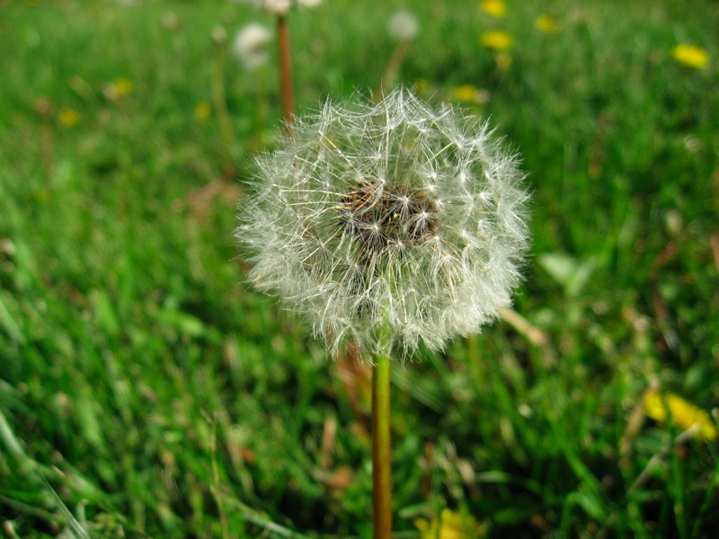 Dandelion