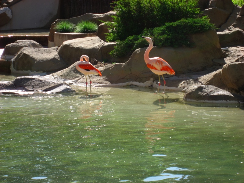 Flamingos - 3