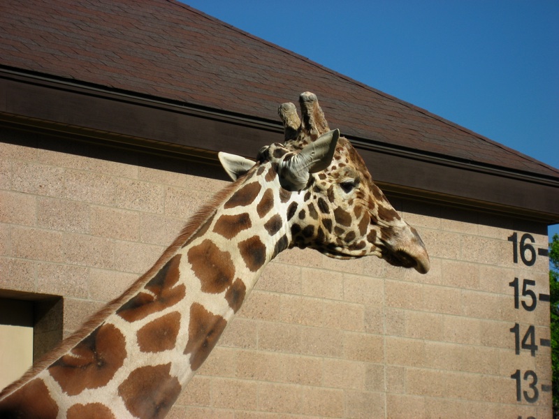 Giraffes - 1