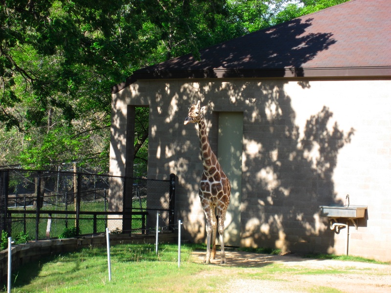 Giraffes - 2