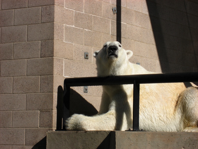 Polar Bear Railing - 1