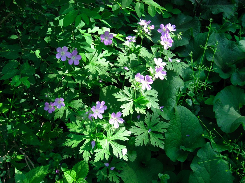 Purple Flowers- 1