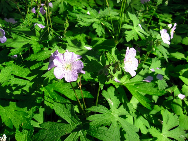 Purple Flowers- 3