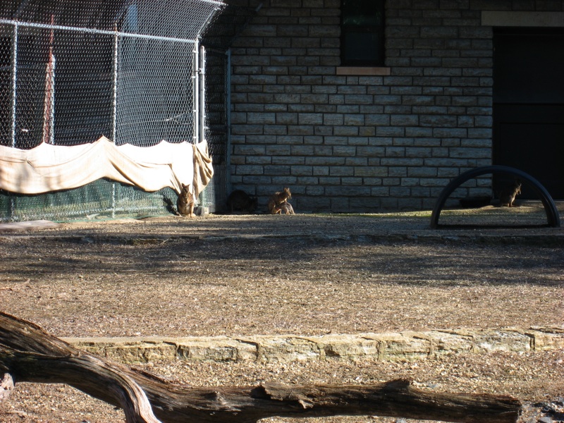 Wallabies