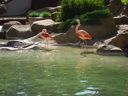 Thumbnail of Image- Flamingos - 3