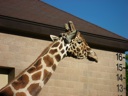 Thumbnail of Image- Giraffes - 1