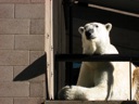 thumbnail of "Polar Bear Railing - 3"