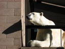 thumbnail of "Polar Bear Railing - 4"