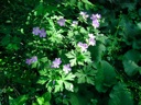thumbnail of "Purple Flowers- 1"