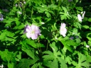 Thumbnail of Image- Purple Flowers- 3
