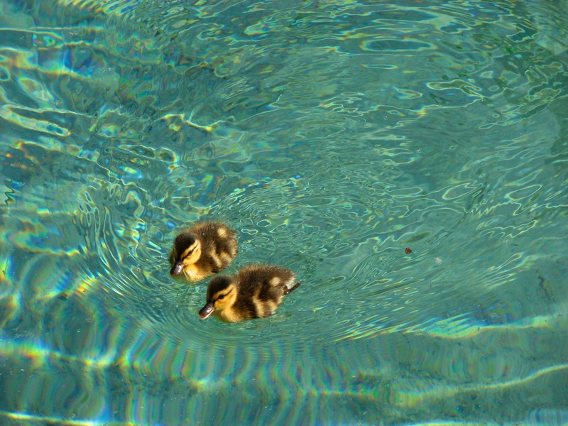 Ducklings Approach - 2