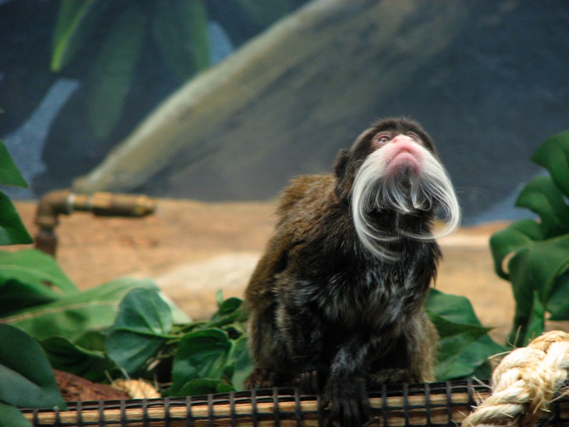 Emperor Tamarin - 2