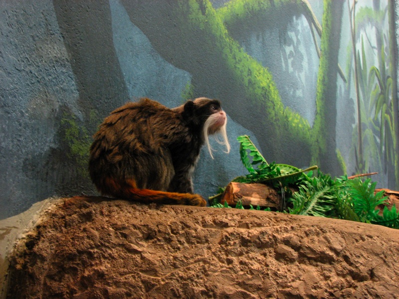 Emperor Tamarin - 3