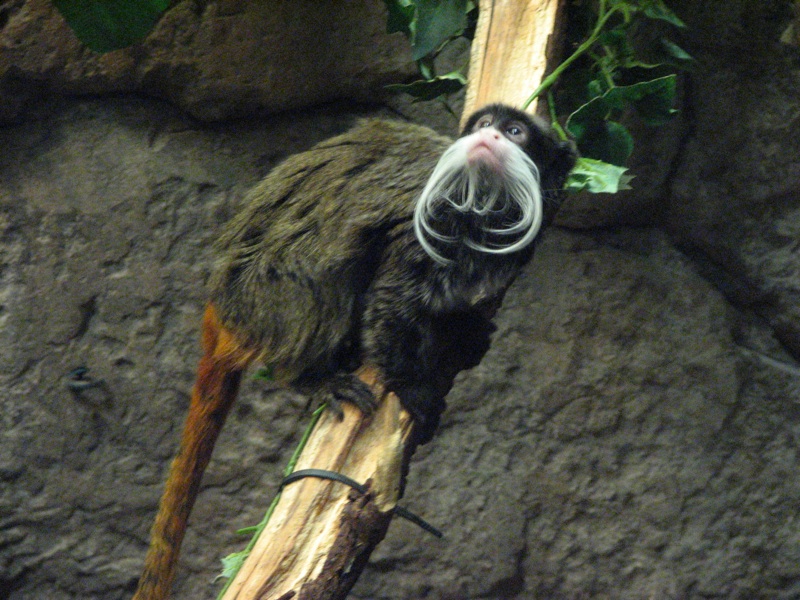 Emperor Tamarin - 4