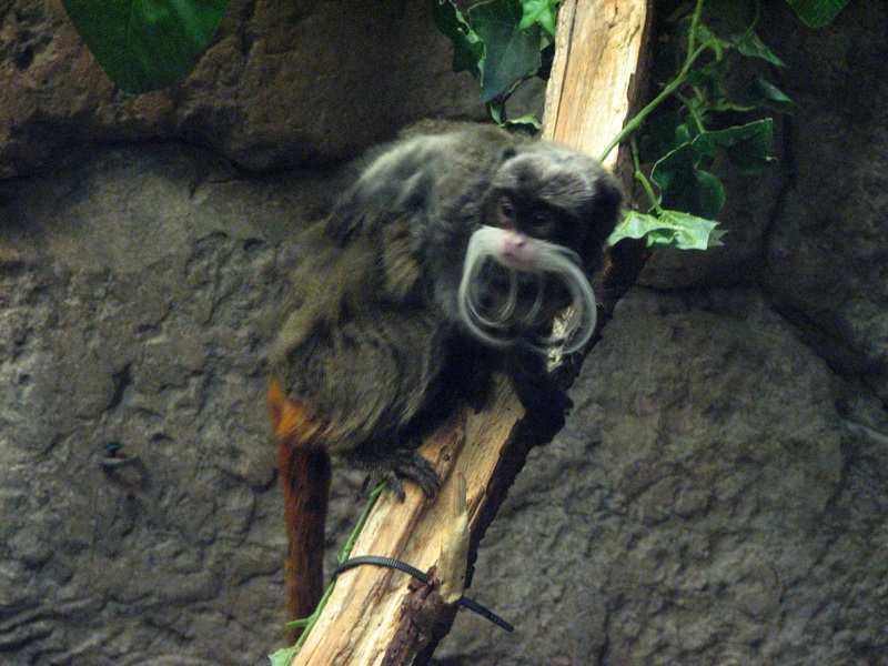 Emperor Tamarin - 5