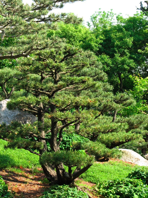 Japanese Garden - 06