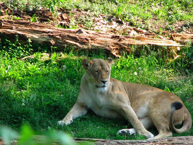 Lioness - 1