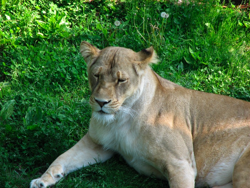 Lioness - 2
