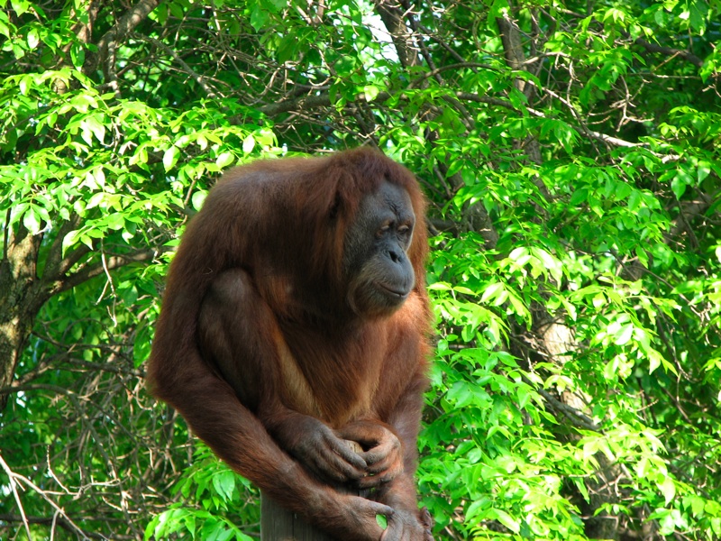Orangutan - 1
