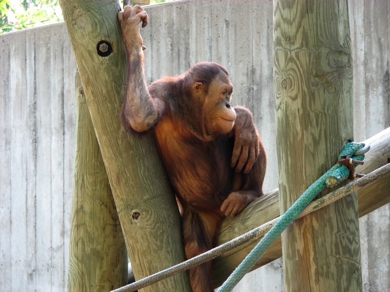 Orangutan - 3