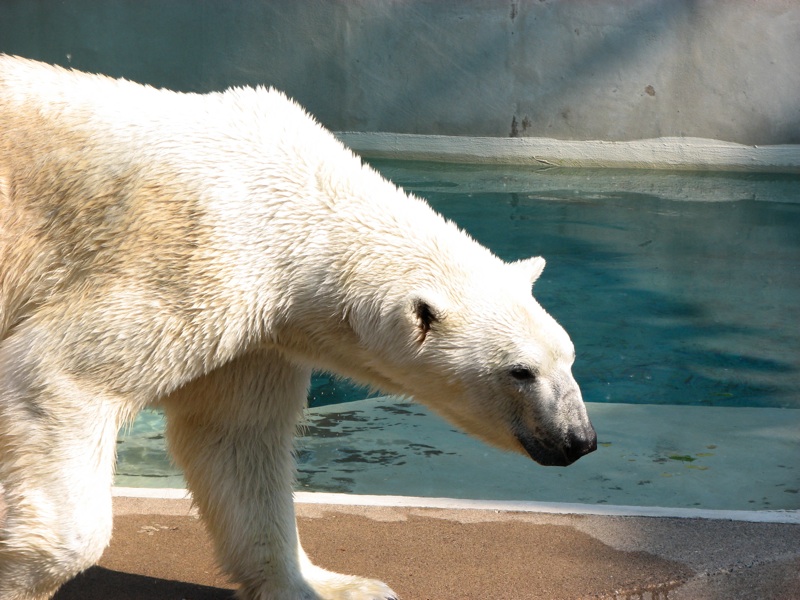 Polar Bears - 3