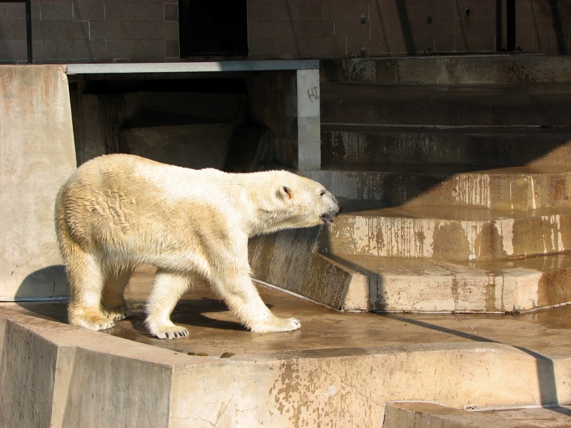 Polar Bears - 5